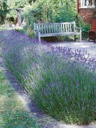 Great savings & free delivery / collection on many items. 25 Lavender Hedge Ideas Lavender Lavender Hedge Lavender Plant