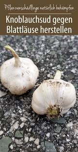 Knoblauchsud Gegen Blattlause Herstellen Gruneliebe In 2020 Schadlinge Im Garten Knoblauch Garten