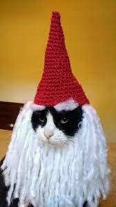 Tomtecat Mao Occasions And Holidays Funny Animal Images Cats With Hats Cat Diy