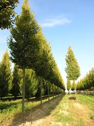 Carpinus Betulus Fastigiata Tige Arbuste Vegetal Ecologie