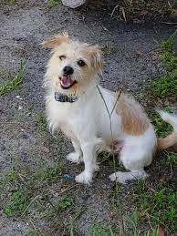 We did not find results for: Dog For Adoption Ernie A Jack Russell Terrier Shih Tzu Yorkshire Jack Russel Terrier Shih Tzu Mix Foto Bild Jack Russell T Dogs Jack Russell Terrier Shih Tzu