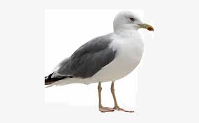 Steven t seagle images, steven t seagle transparent png, free download. Seagull Seagull Png Free Transparent Png Download Pngkey