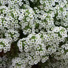 Alyssum 'snow crystals' `snow crystals` is a vigorous plant with spreading mound growth habit. Sweet Alyssum Seeds Tall White Flower Seeds In Packets Bulk Eden Brothers