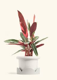 Image result for stromanthe