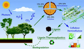 Recycling Wood Crop Waste Into Valuable Chemicals Renewable Biomass Material Recycling Biomass Recycled Wood