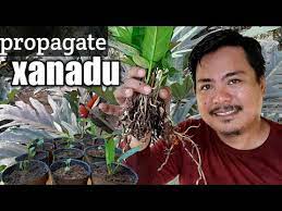 We did not find results for: Propagate Philodendron Xanadu Winterbbourn Plant Youtube