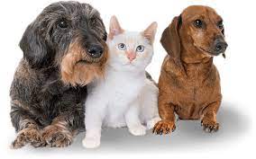 Make a difference for a homeless pet and bring love home. Indiana County Humane Society
