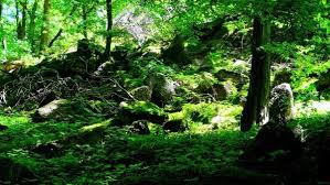 6 hours of super relaxing music with amazing nature scenery hd video (1080p), 300 most beautiful landscapes. Beautiful Green Nature Hd Free Stock Photos Download 27 106 Free Stock Photos For Commercial Use Format Hd High Resolution Jpg Images