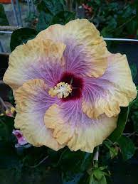 Like A Georgia O Keeffe Hibiscus Rosa Sinensis Beautiful Flowers Hibiscus Flowers