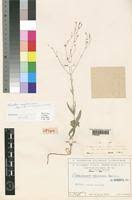 Image result for Kohautia caespitosa