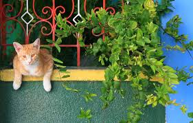 10 Cat Safe Plants For Your Balcony Garden Catster He S Adorable Cat Safe Plants Cat Friendly Plants Cat Jigsaw Puzzle