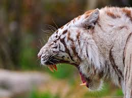 We have 66+ amazing background pictures carefully picked by our community. Mouth Predator Teeth White Tiger Wallpaper Background Best Stock Photos Toppng