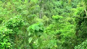 Sie befindet sich im naturschutzgebiet um. Amazonas Regenwald Sound Youtube