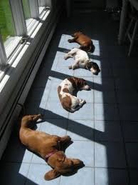 Sunbathers Ha Mine Do This Too Cute Dogs Dogs Funny Animals