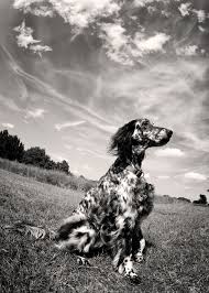 Black And White English Setter Dog English Setter English Setter Dogs English Setter Dogs Of The World