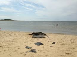 Great Calm Beach Review Of Mayo Beach Wellfleet Ma