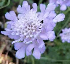 Image result for Trichodesma physaloides