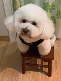 Bichon Frise Dog Breed Information And Pictures