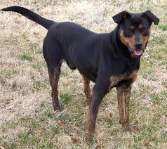 They provide a great pet waste removal service at great prices serving multiple areas. Dog Waste Removal In Detroit Michigan Pet Waste Removal