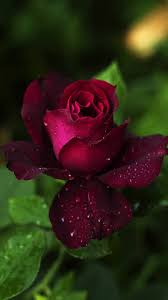 Red Rose Hd Wallpaper For Mobile Flower Gif To Download 720x1280 Download Hd Wallpaper Wallpapertip
