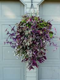 How To Make And Plant A Hanging Basket Plants For Hanging Baskets Hanging Plants Diy Hanging Basket Garden