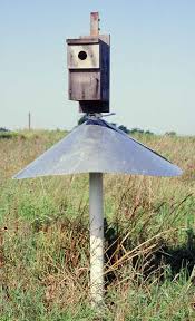 How far apart should bluebird houses be. Eastern Bluebird Nest Boxes