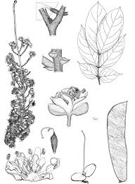 Image result for Englerodendron