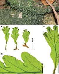 Image result for Didymoglossum erosum