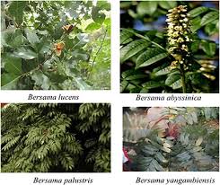 Image result for Bersama swynnertonii