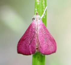 Image result for Pyrausta nigrata