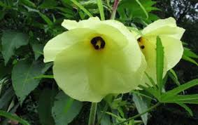 Zone 9b Archives Page 17 Of 24 World Of Flowering Plants Hibiscus Flowers Annual Plants Hibiscus