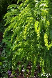 Image result for Adiantum patens