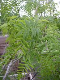 Image result for Prosopis glandulosa
