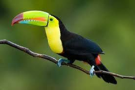 tucan 2 animais da floresta tropical aves exoticas animais