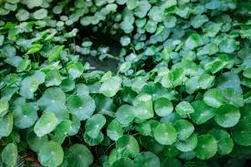 We did not find results for: Common Weed Series All About Dollarweeds Weeds Houseman Pest