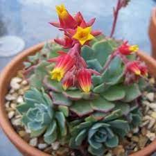 Jul 15, 2016 · medicinal properties of succulent plants. Echeveria Benefits