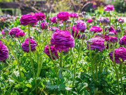 Yes, ranunculus flowers can be grown in pots or containers but should be in full sun for optimum flowering. Growing Ranunculus Best Way To Plant Bulbs Kellogg Garden Organics