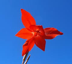 Image result for Gladiolus microspicatus