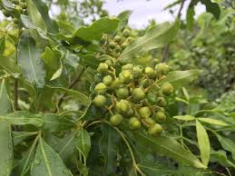 Image result for Vepris