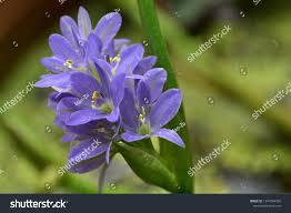 Image result for Monochoria