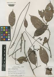 Image result for Dactyladenia gilletii