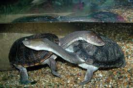 Snakeneck Turtles Tortoise Turtle Freshwater Turtles Sea Turtle Pictures