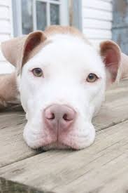 Check Out What I Pinnedpit Bull Mix Life Expectancy Cute Animals Cute Dogs Animals