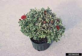 Mum Leaf Spot Control Managing Chrysanthemum Bacterial Leaf Spot Disease Planting Mums Chrysanthemum Peonies Garden