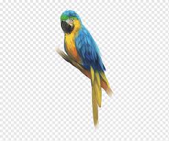 Maybe you would like to learn more about one of these? Sketsa Burung Budgerigar Macaw Parkit Burung Hewan Fotografi Parkit Png Pngwing