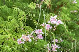 Image result for Podranea