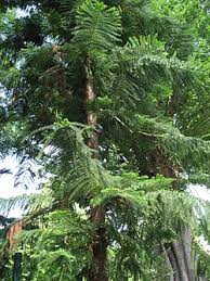 Image result for Araucaria columnaris