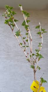 Image result for rez rzivost ostru%u017Einy