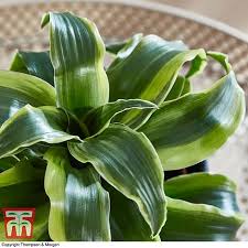 $11.99 + add to cart. Dracaena Fragrans Tornado House Plant Thompson Morgan