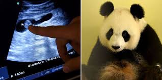 Bekijk alle panda lives hier: Mr Right Flies To Belgium For Touch Of Romance 2 Chinadaily Com Cn